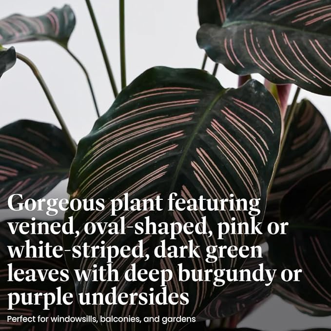 American Plant Exchange Calathea Ornata “Pinstripe” Live Prayer Plant, 6-Inch Pot, W/Stylish Cover, Pet Safe, Low Light, Air Purifying, Easy to Care, Stunning Indoor Houseplant