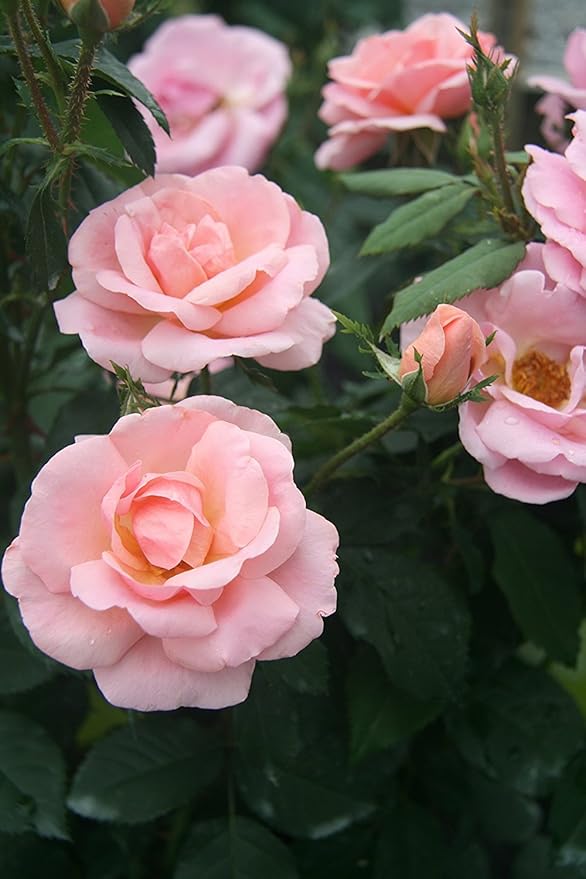 Green Promise Farms Rosa `Peachy Knock Out` (Reblooming) Rose, #2 Size Container, peach flower
