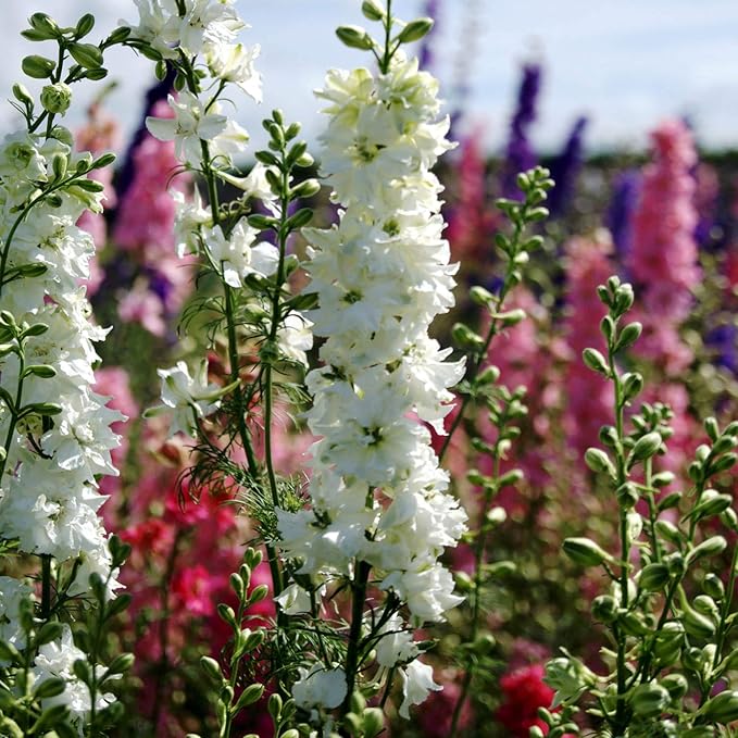 Outsidepride 2000 Seeds Delphinium White Larkspur Flower Seeds for Planting