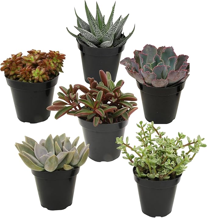 Altman Plants Pet Friendly Plant Pack (6PK) Real Succulents, Pet Safe Plants & Succulent Plants, Live Succulents, Pet Friendly Plants, Live Plants & House Plants in 3.5" Pots with Succulent Soil Mix