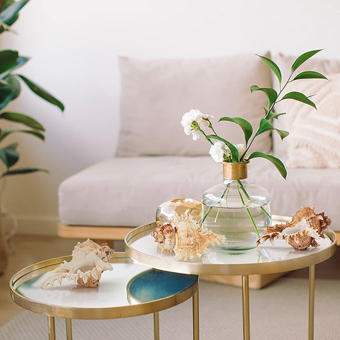 4 Pack Conch Sea Shell Air Plant Holders- 4-5 inches Natural Airplant Pot, Decorative Tillandsia Succulent Display Container for Gardening Gifts Home Table Decors Beach Theme Party, No Plants