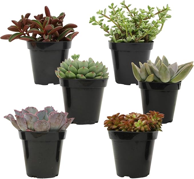 Altman Plants Pet Friendly Plant Pack (6PK) Real Succulents, Pet Safe Plants & Succulent Plants, Live Succulents, Pet Friendly Plants, Live Plants & House Plants in 3.5" Pots with Succulent Soil Mix
