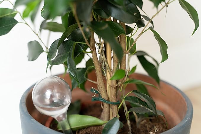 10 Pcs Clear Plant Watering Globes, Plastic Self Watering Planter Insert, Plant Watering Devices, Self Watering Planter Insert Free Soil Moisture and PH Meter Cotswold Homeware