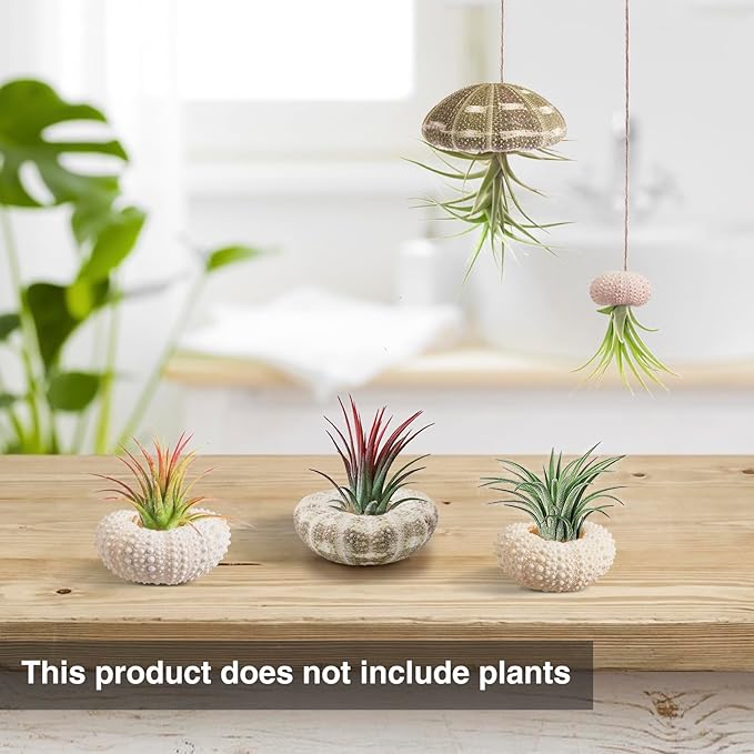 5 Pack Mini Sea Urchin Shell Air Plant Holders- 1.4-3.7 Inch Decorative Airplant Pot, Tabletop Air Tillandsia Succulent Display Container for Home Garden Decor Beach Theme Party Favors (No Plants)