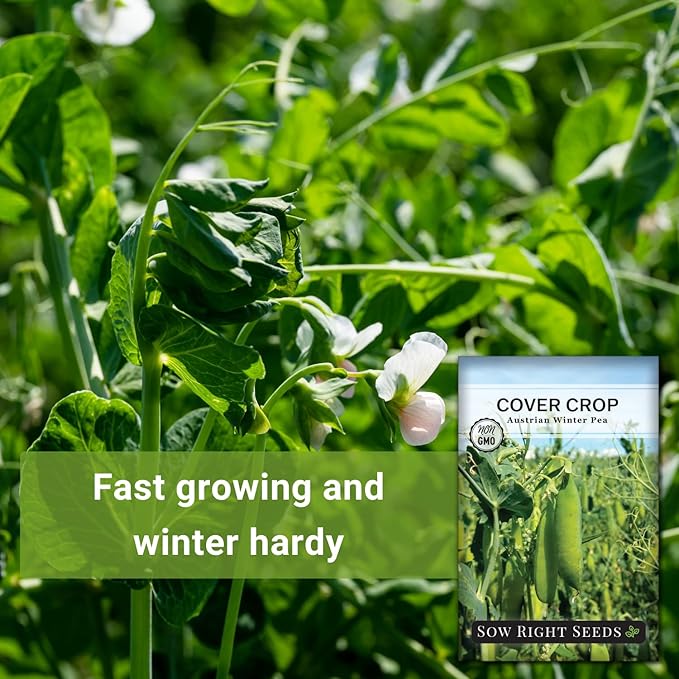 Sow Right Seeds - Austrian Winter Peas for Planting - Cover Crops to Plant in Your Home Vegetable Garden - Enriches and Fixes Soil - Adds Organic Matter - Non-GMO Heirloom Seeds - Great Gardening Gift