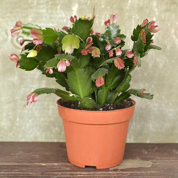 Christmas Cactus Potting Soil Mix 4qt, Ideal for Succulents, Christmas Cacti, and Other Indoor Potted Plantings