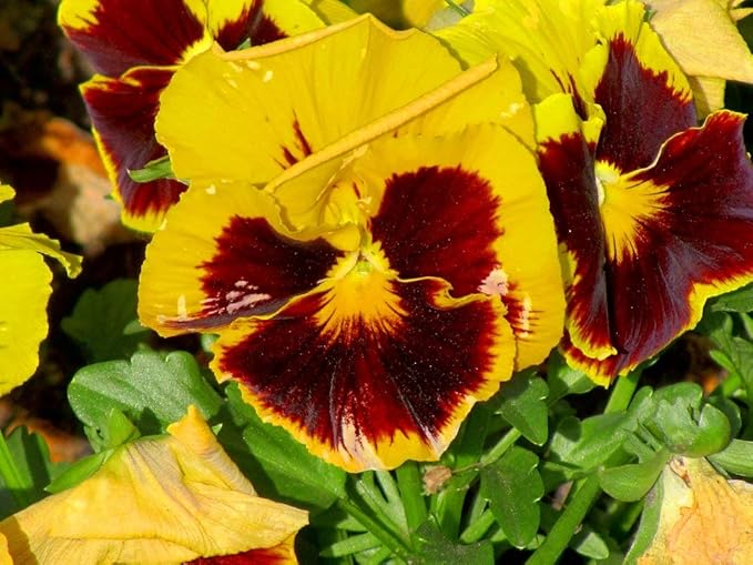 Seeds Cool Wave Fire Pansy Viola Flowers Annual