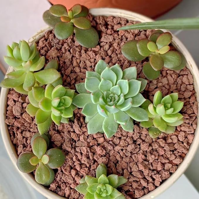 Red Horticultural Lava Rocks for Plants, 2lb Succulents Cactus Bonsai Soil Volcanic Rocks for Aquarium Outdoor Decorative Stones for Craft Projects, Vase Fillers