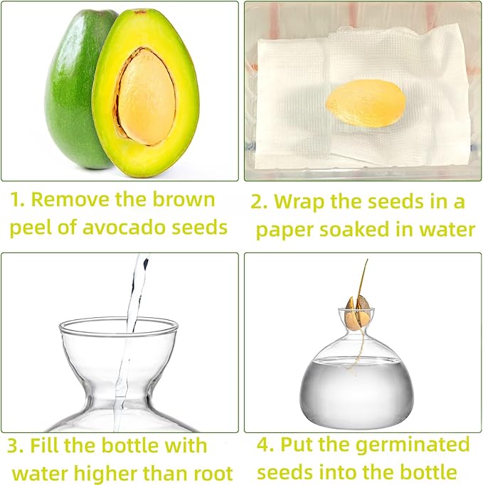 Hiceeden Avocado Seed Starter Vase Planter, Clear Avocado Tree Growing Kit Pot, Medium Avocado Vase Grow Glass Plant Pot Gift for Indoor Outdoor