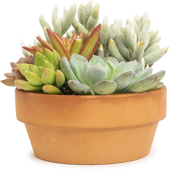 Live Succulents Assortment in Clay Pot, Garden Succulent Planter, Unique Gardening Gifts for Plant Lovers, Live Succulent Plants Live Plants, Live Succulents Plants Live Houseplants by Plants for Pets
