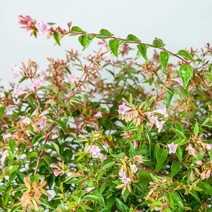 PERFECT PLANTS Edward Goucher Abelia Live Plant, 1 Gallon, Includes Care Guide