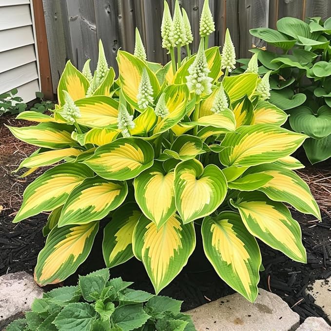 Hosta Mix Plant Seeds for Planting | Shade-Loving Perennial | Ideal for Borders, Garden Beds, and Containers (Pack of 100 Seeds)
