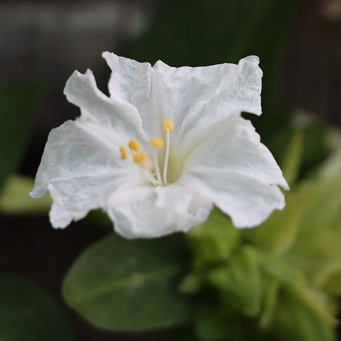 Outsidepride 1 lb. Perennial Mirabilis Jalapa Four O' Clock White Flower Seeds for Planting