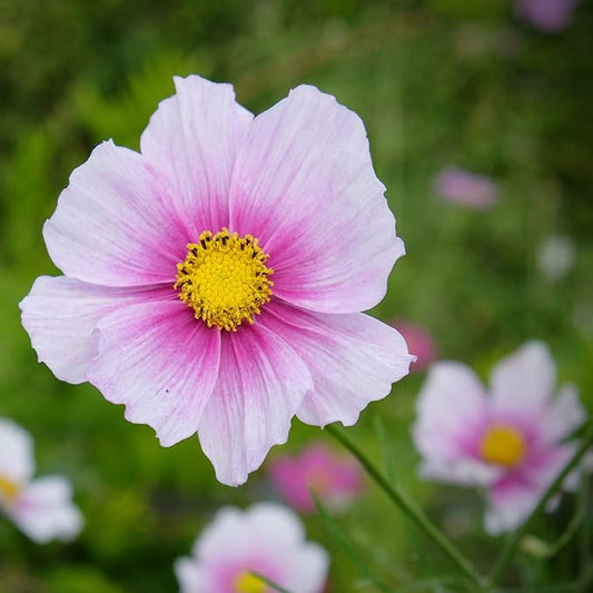 Outsidepride 1000 Seeds Annual Cosmos Bipannatus Day Dream Pink Cut Flower Seeds for Planting