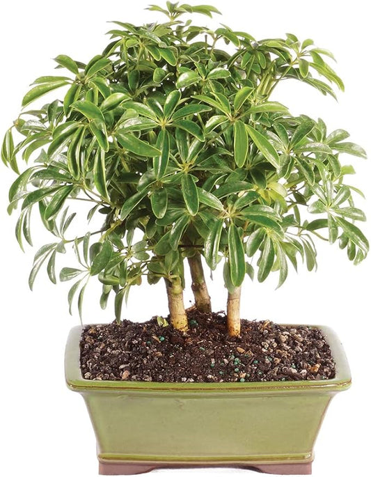 Brussel's Bonsai Live Hawaiian Umbrella Indoor Bonsai Tree - 3 Years Old; 7" to 10" Tall with Decorative Container