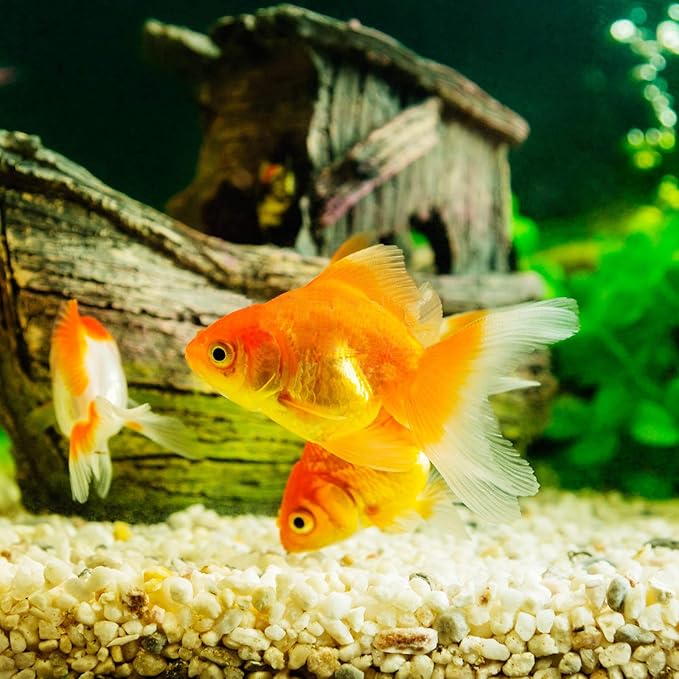 Coarse Golden Sand Stones, Boniosz 5lb Succulent and Cactus Bonsai Rocks Small Decorative Pebbles for Terrariums, Fairy Gardening, Top Dressing, and Houseplants