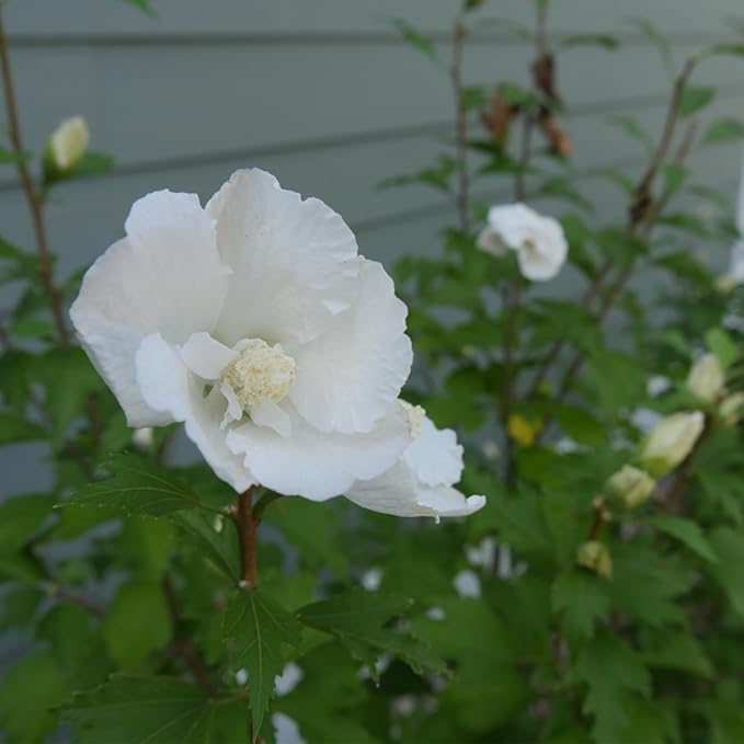2 Gallon Proven Winners Hibiscus White Pillar Shrub