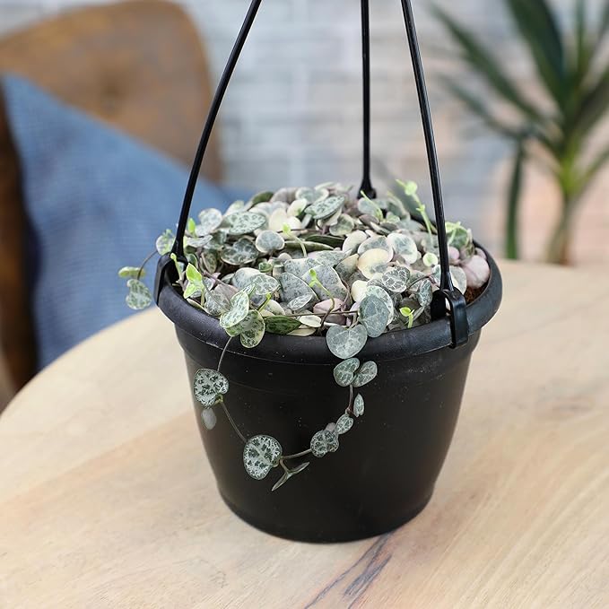 Variegated String of Hearts Hanging Basket, Ceropegia linearis Woodii, String of Hearts Plant Live Succulents Plants Live Houseplants, House Plants Indoors Live Indoor House Plants by Plants for Pets