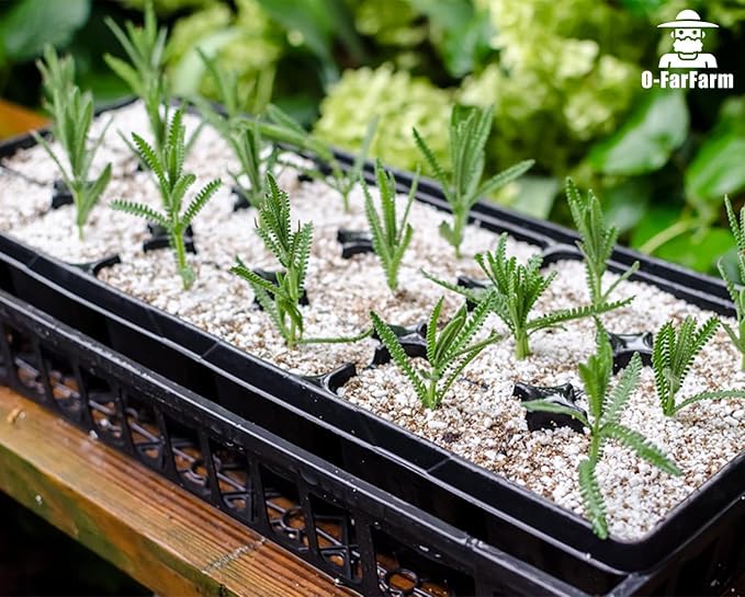 Chunky Perlite Bulk, Horticultural Pearlite Coarse Perlite for Plants Indoor, Additive Conditioner Mix, Improve Drainage and Ventilation, Help Root Growth(5-10mm, 1qt)