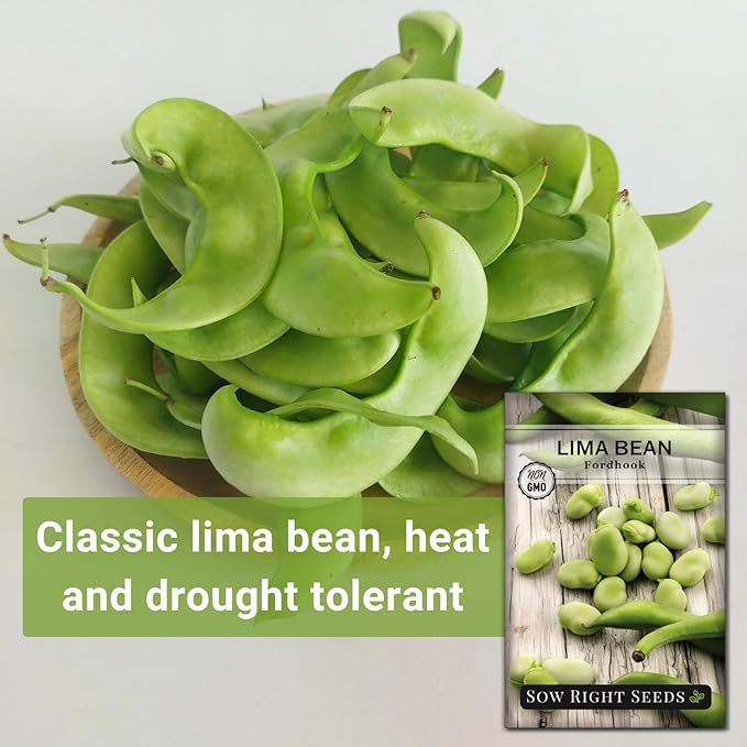 Sow Right Seeds - Fordhook Lima Bush Bean Seeds for Planting - Non-GMO Heirloom Packet with Instructions to Plant an Outdoor Home Vegetable Garden - Stringless Variety - Protein Packed Bush Bean (2)