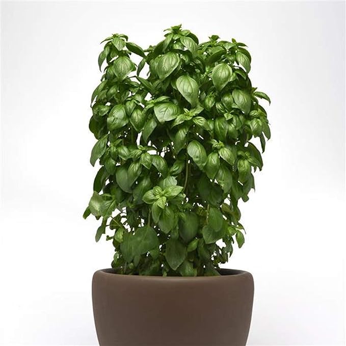 Park Seed Basil Herb Plant Seeds, Easy to Grow, Variety of Colors, Spring Garden, Everleaf Emerald Towers, Pack of 50