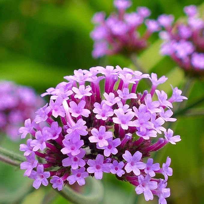 Outsidepride 5000 Seeds Perennial Verbena Bonariensis Purpletop Vervain Flower Seeds for Planting