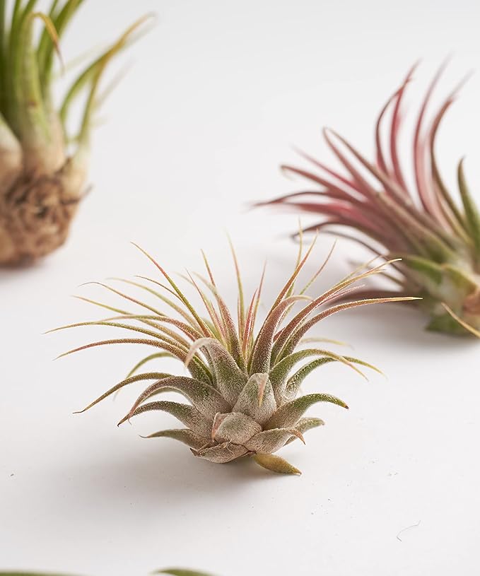 Shop Succulents Bromeliad Collection Hand Selected Variety of Tillandsia Ionantha, Purifying Live Indoor Air Plants
