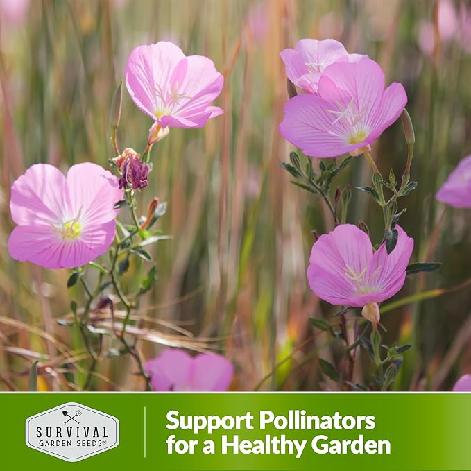 Showy Evening Primrose Seed for Planting - 1 Packet with Instructions to Plant and Grow Pinkladies in Your Home Flower Garden - Non-GMO Heirloom Variety - Survival Garden Seeds - Mexican Primrose