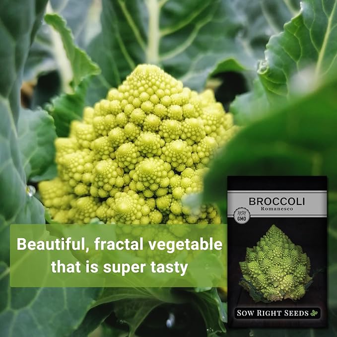 Sow Right Seeds - Romanesco Broccoli Seeds for Planting - Non-GMO Heirloom Packet with Instructions to Plant an Outdoor Home Vegetable Garden - Great for Salads - Abundant Harvest - Cold Hardy (2)