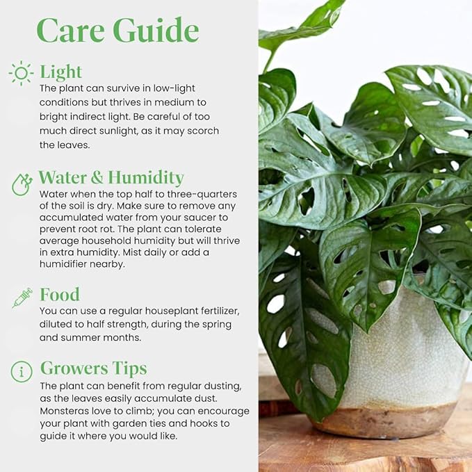 American Plant Exchange Monstera Adansonii Swiss Cheese Vine, Live 6-Inch Plant Pot for Home and Garden Decor, Air Purifying