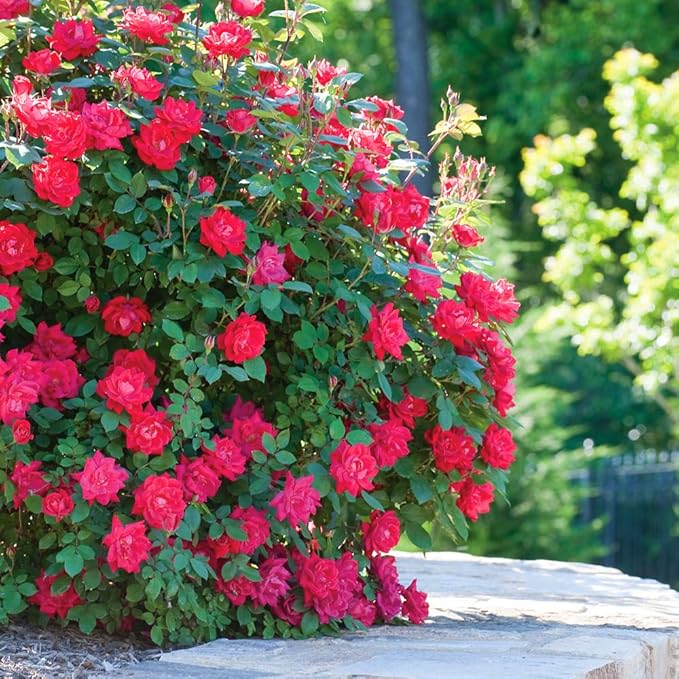 PERFECT PLANTS Double Red Knock Out Rose Live Plant, 3 Gallon, Includes Care Guide