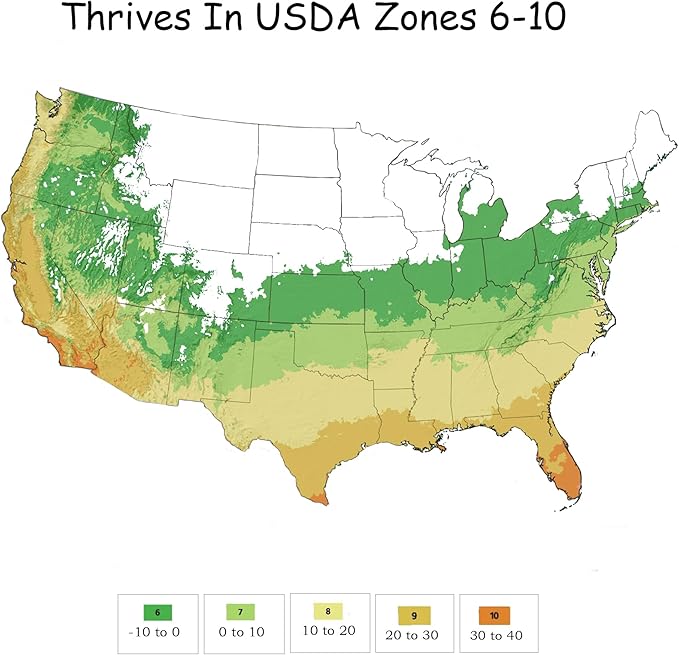2 Gallon Encore Azalea Autumn Twist Shrub