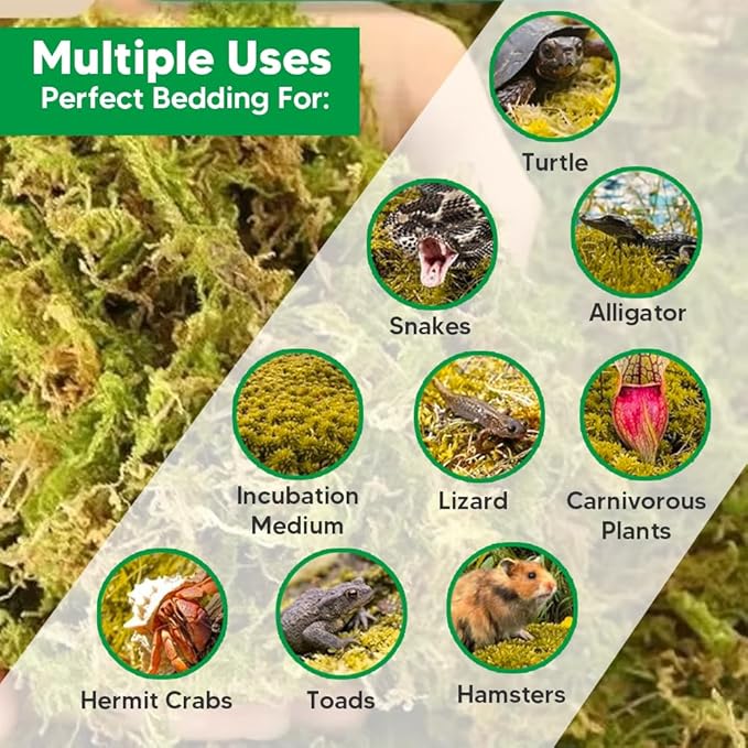 Natural Long Fiber Sphagnum Moss 42QT for Orchid Potting Mix, and Moss Pole for Plants Indoor. Ideal for Propagating Plants, Maintaining Humidity for Reptiles, Isopods in Paludarium, Aquascape (12 OZ)