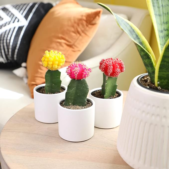 Grafted Cactus Plants Live in White Plant Pots (3 PK), Live Cactus Plant in Cactus Soil Potting Mix, Live Mini Cactus Succulents Plants Live Cacti, Cactus Pots with Live Succulents by Plants for Pets