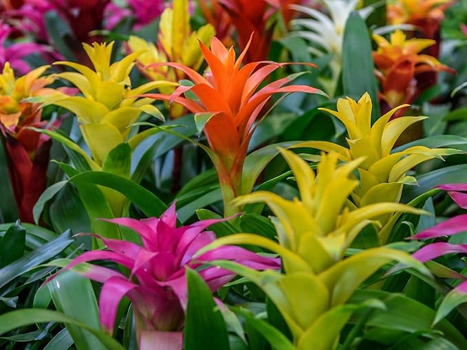 Organic Bromeliad Soil Mix by Gardenera - Provide The Best Growing Medium for Your Plants - 2 QUARTS