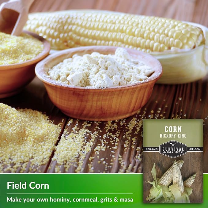 Hickory King Corn Seed for Planting - 3 Packets with Instructions to Plant and Grow White Field or Dent Corn in Your Home Vegetable Garden - Non-GMO Heirloom Variety - Survival Garden Seeds