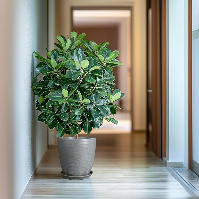 10 Inch Plant Pot, Ceramic Planters for Indoor Plants with Drainage and Saucer, Large Flower Pot for Home and Garden Decor, Light Gray