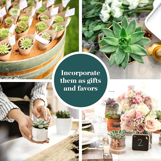 Shop Succulents Rosette Succulent Plant Pack Collection - Live Mini Succulent Plants, Low Maintenance, Floral Shaped Mix of Colors & Textures - Wedding and Party Favors, Gift & Garden, Pack of 20