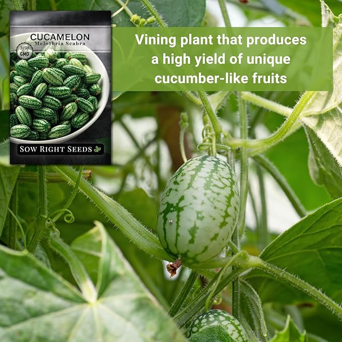 Sow Right Seeds - Cucamelon Seeds for Planting - Non-GMO Heirloom Packet with Instructions to Plant an Outdoor Home Vegetable Garden - Mini Bitter Mouse Melon, Mexican Sour Gherkin - Rare Variety (2)