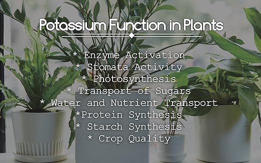 Greenway Biotech Potassium Chloride 0-0-62 Fertilizer - Muriate of Potash | 100% Water Soluble - Improves Plant's Root Growth Fertilizers Ideal for Soil and Hydroponics - 1 Pound