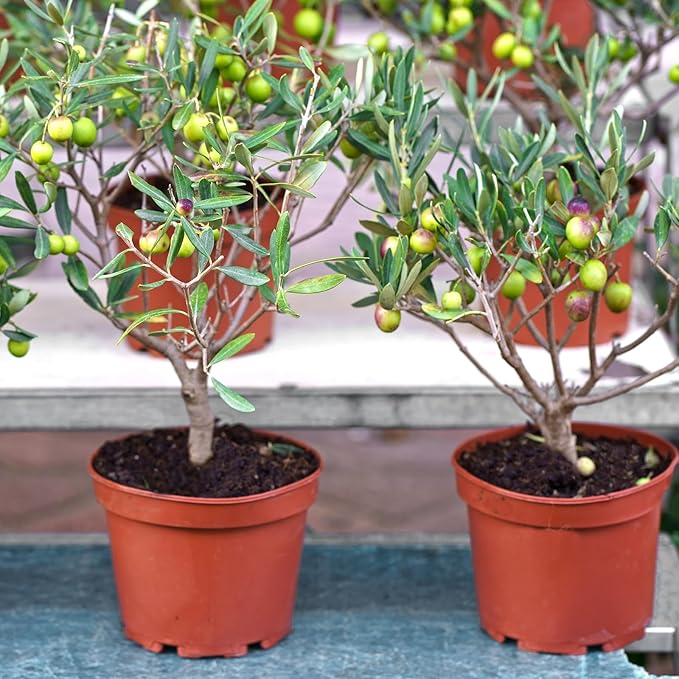Premium Olive Tree Potting Mix 10qt, Uesed for The Propagation of Olive Trees by Cuttings or Seeds, Suitable for Planting, Repotting, and Growing Houseplant
