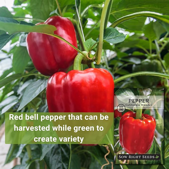 Sow Right Seeds - California Wonder Bell Pepper Seed for Planting - Non-GMO Heirloom Packet with Instructions to Plant an Outdoor Home Vegetable Garden - Productive and Sweet, Pick Green or Red (1)