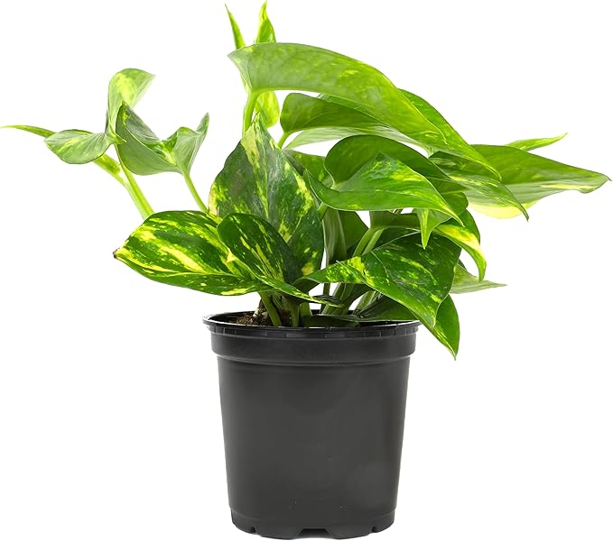 Golden Pothos Plant Live House Plant Live Plants, Trailing Plants Live Houseplants, Golden Pothos Live Plant Houseplant, Live Pothos Devils Ivy Live Plant Money Plant Indoor Plants by Plants for Pets