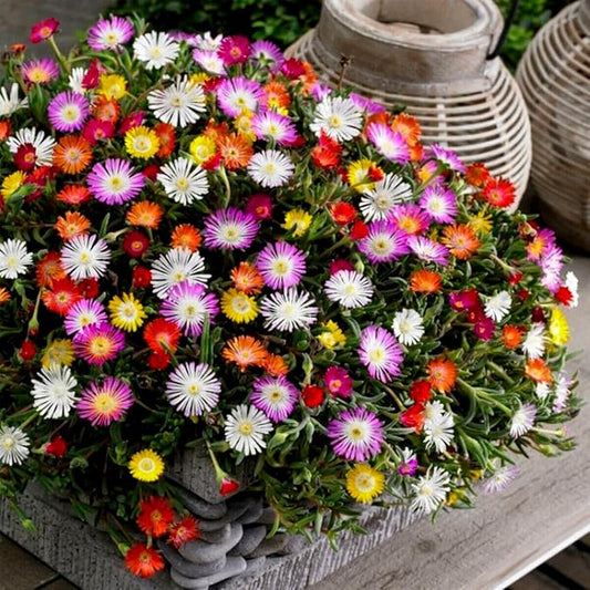 Livingstone Daisy Ice Plant Seeds Packet Grow Mixed Color Flowers 100 Seeds