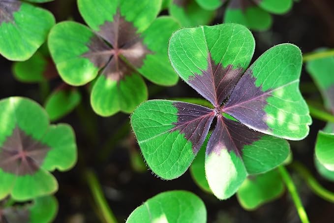 Holy Cross Shamrock Bulbs for Planting (10 Bulbs) - Fast Growing Year Round Color Indoors or Outdoors - Oxalis Bulbs