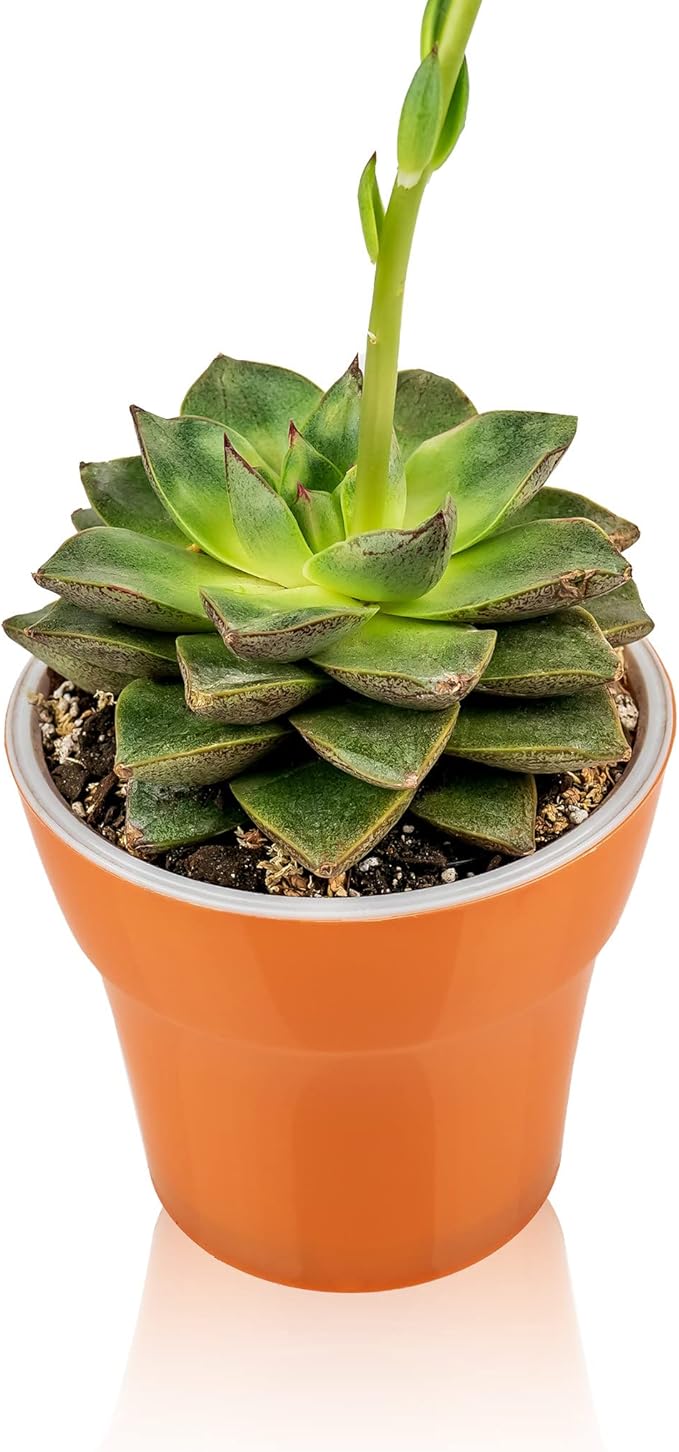 Professional Succulent Soil Premium All Purpose Blend | Pre-Mixed Ready to Use for Cactus and Succulents | Sphagnum Peat Moss, Perlite, New Zealand Pine Bark - Made in USA - 5 Quart