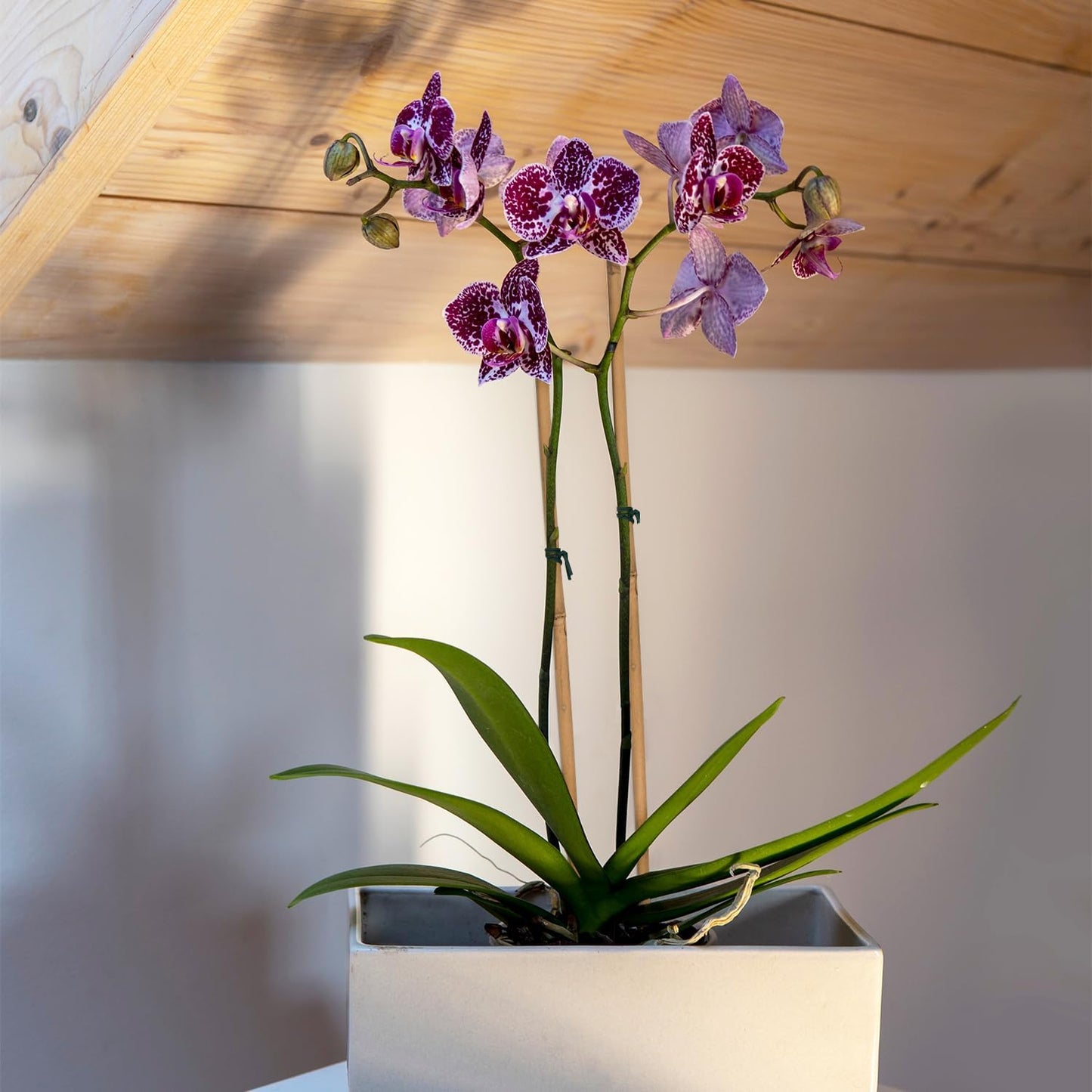 50PCS Plant Stakes,Natural Bamboo Stakes,Garden Stakes for Indoor and Outdoor Plants,POLIUMB Poles Sticks for Tomatoes,Beans,Flowers,Trees Potted and Climbing Plants-18 inches