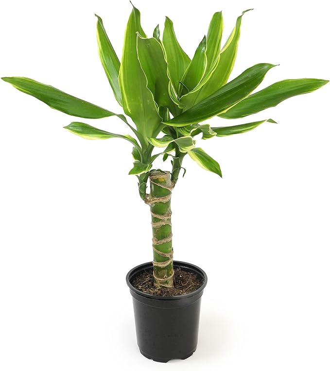 Dracaena Steudneri Moonlight 4 Pack House Plant, 4 Inch Pots for Plants, Dragon Tree Plants for Delivery Prime, Low Light House Plants, Live Plants Indoor Plants Live Houseplants by Plants for Pets