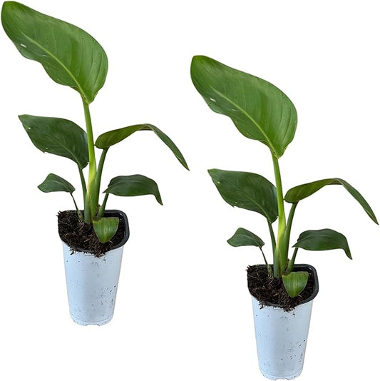 Bird of Paradise - Live Accent Plant (2 Per Pack), White - 12" Tall by 5" Wide in 1 Qt Pot