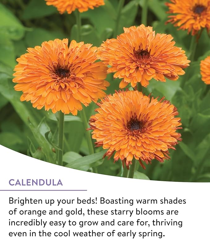 Burpee Wildflower 25,000 Bulk, 1 Bag | 18 Varieties of Non-GMO Flower Seeds Pollinator Garden, Perennial Mix